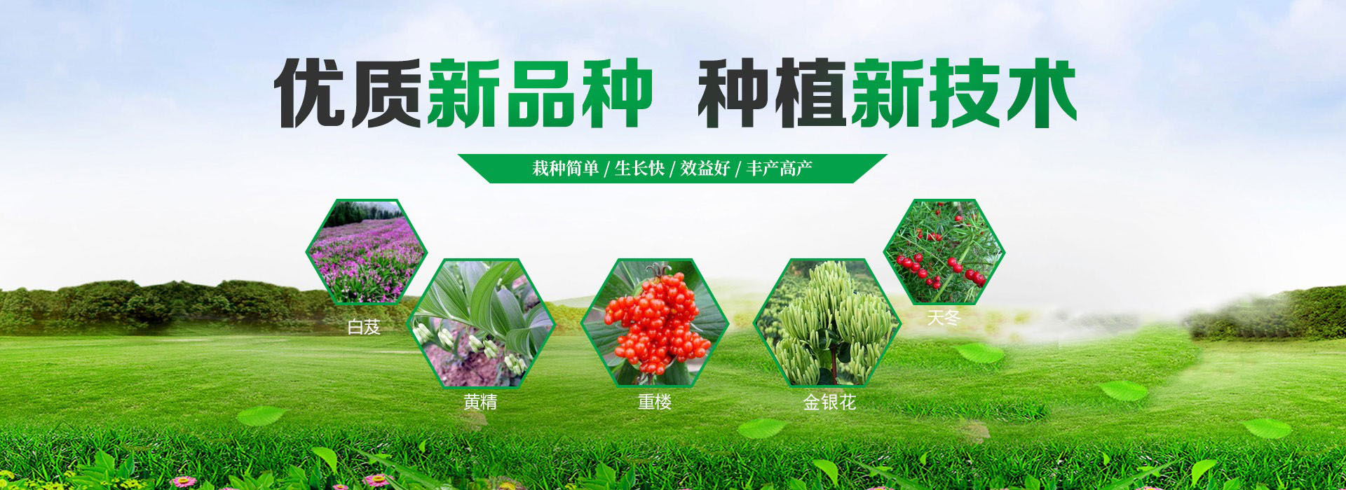 黄精种植