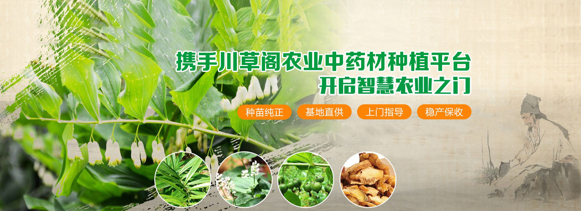 重楼种植