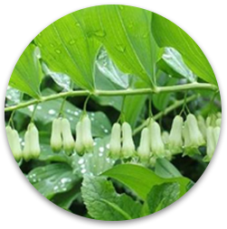 金银花种植
