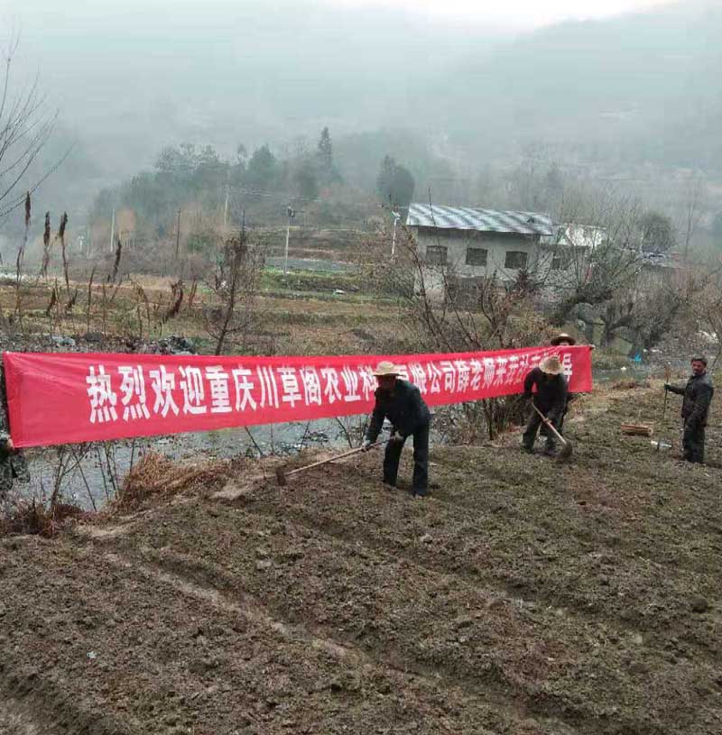 陕西安康平利村民种黄精 脱贫致富奔小康